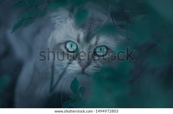 Cat Golden British Shorthair Golden Shaded Stock Photo Edit Now