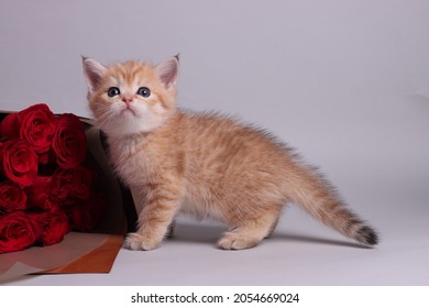 A cat of golden red color sits on a gray background next to a bouquet of red roses - Shutterstock ID 2054669024