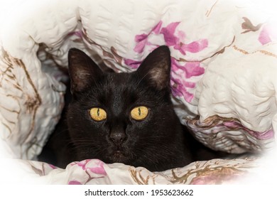 Cat With Googly Eyes Under The Bed Covers