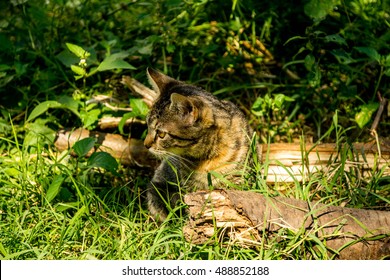 The cat in the Grass
