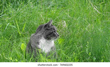cat in the grass