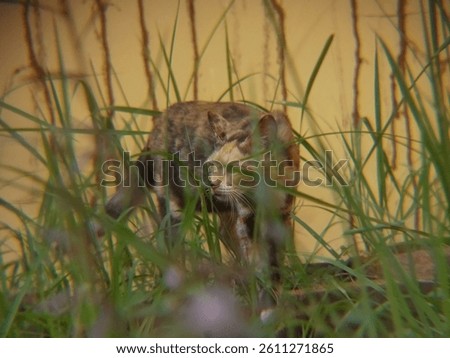 a cat in the grass