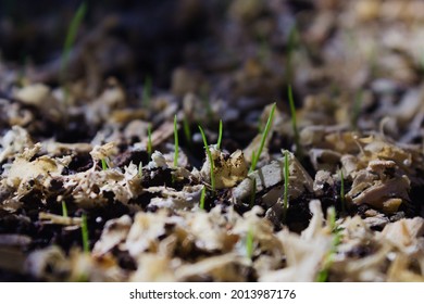 Cat Grass Sprouting At Sunlight, Pine Shavings Protecting The Soil.