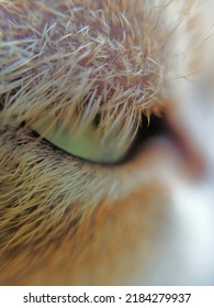 Cat Green Eye (macro Image)