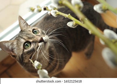 A cat with green eyes with flowering branches pussy willow.
