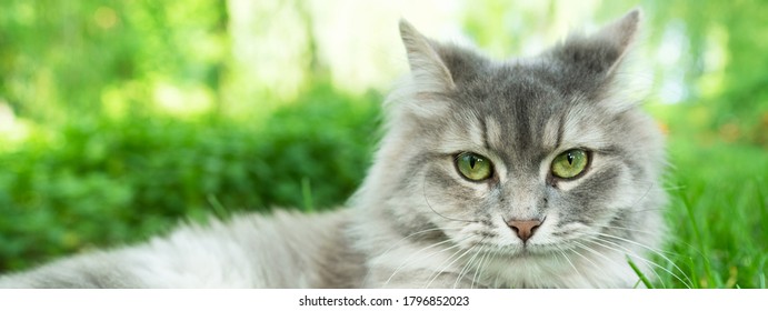 Cat with green eyes and grey fur in summer grass outdoor banner panorama. Grey long hair Ragdoll cat with green eyes in summer grass outdoor. Banner panorama. 