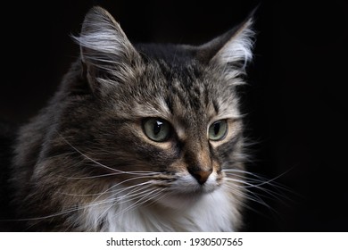 691,969 Cat With Black Background Images, Stock Photos & Vectors ...