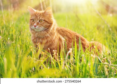 Cat In The Green Grass In Summer. Beautiful Red Cat With Yellow Eyes In Summer Sun Rays Outdoor