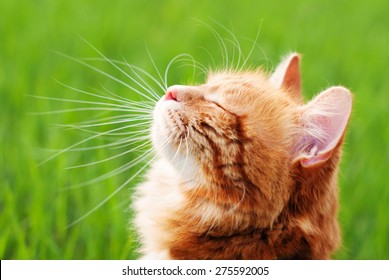 Cat In The Green Grass In Summer. Beautiful Red Cat With Yellow Eyes