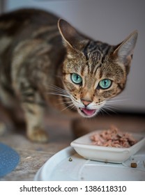 Cat With Green-blue Eyes Eating Tuna.