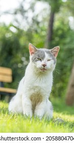 Cat, Grey white Turkish van cat , pet animals