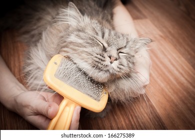 Cat Grooming 