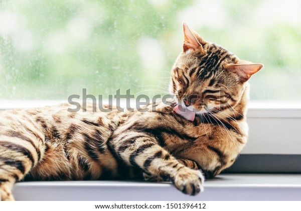 Cat\
grooming himself cleaning his fur while resting on window sill.\
Bengal cat. Spines on the cat\'s tongue\
visible
