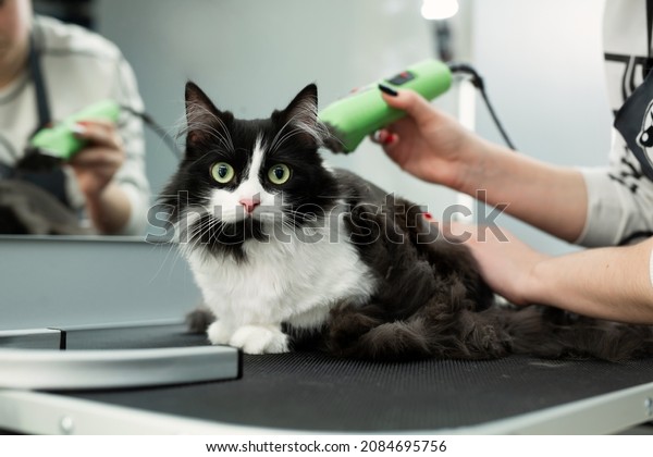 Cat grooming in pet beauty salon. Grooming\
master cuts and shaves a cat, cares for a cat. The vet uses an\
electric shaving machine for the cat. The cat\'s muzzle looks at the\
camera in close-up.