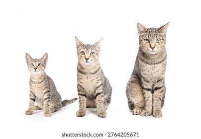 Cat growth chart with same cat sitting side by side. Full body kitten and adult stages left to right at 3 months, 6 months and 2 years. Female short hair tabby cat. Selective focus.