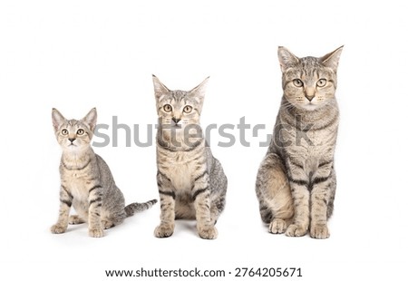 Cat growth chart with same cat sitting side by side. Full body kitten and adult stages left to right at 3 months, 6 months and 2 years. Female short hair tabby cat. Selective focus.