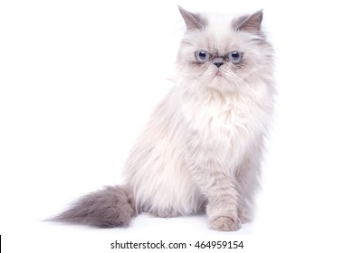 Cat With Grumpy Muzzle Expression On White Background