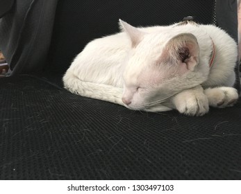 Cat Hair Loss.Cat With Fur Fall On Chair