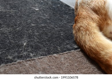 Cat Hair On Rug Or Carpet.  The Concept Of How To Remove Pet Hair On The Carpet.