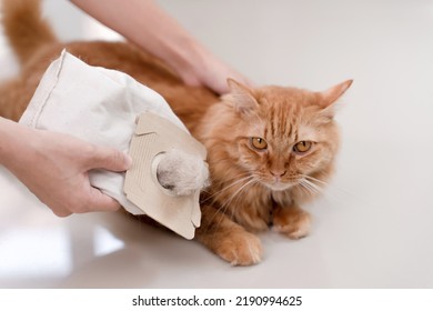 Cat Hair In A Vacuum Bag And Cat.