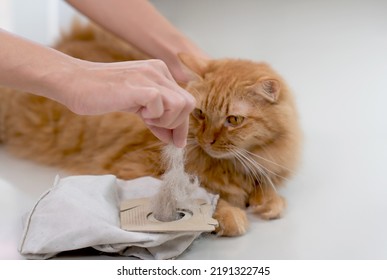 Cat Hair In A Vacuum Bag And Cat.