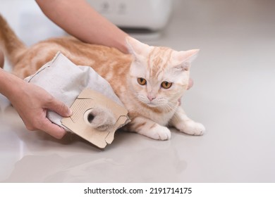 Cat Hair In A Vacuum Bag And Cat.