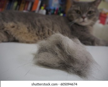 Cat Hairball