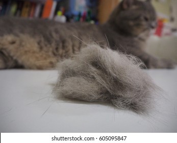 Cat Hairball Awareness