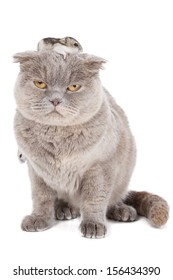 cat and hamster on a white background in studio