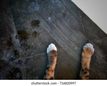 cat hand