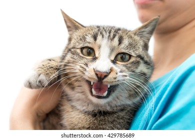 cat in hands on a white background