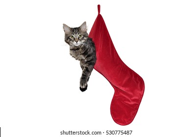 Cat Hanging In A Red Christmas Stocking On White Background