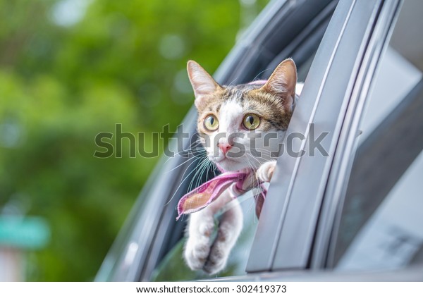 Cat happy with\
her head out of a car window\

