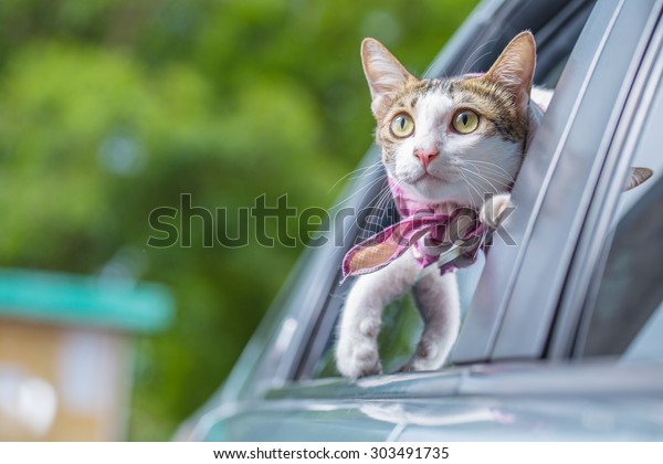 Cat happy with\
her head out of a car window\
