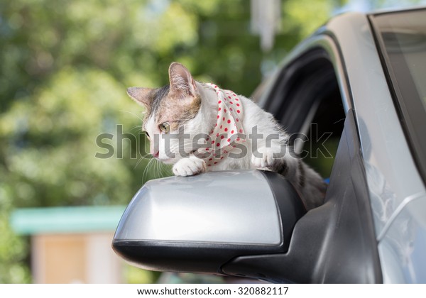 Cat happy with\
her head out of a car\
window