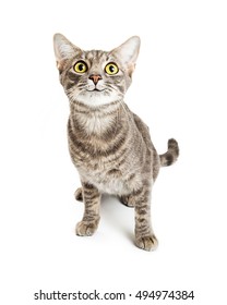 Cat With Happy Smiling Expression And Big Excited Eyes Looking Up. Isolated On White.