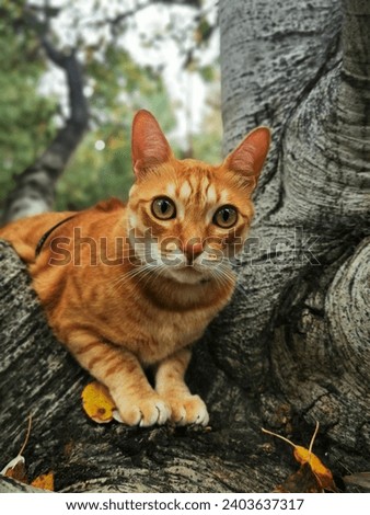 Similar – Image, Stock Photo cuteness overload Animal