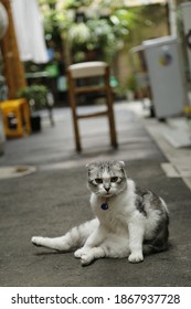 Cat In Hatsune-koji, Yanaka, Famous Cat Street In Tokyo, Japan