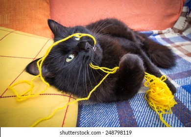 Cat Having Fun With Ball Of Yarn