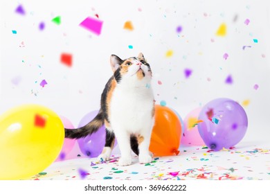 Cat Having Party Stock Photo (Edit Now) 369662249