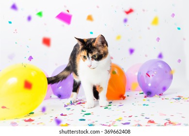 Joyeux Anniversaire Chat Photos Et Images De Stock Shutterstock