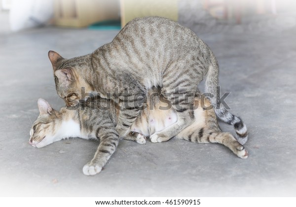 Do cats have sex in Abuja