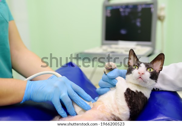 Cat having ultrasound scan during the\
examination in veterinary clinic. Pet health. Care animal. Pet\
checkup, tests and\
vaccination.