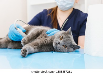 Cat Having Ultrasound Scan In Vet Office. Cat In Veterinary Clinic