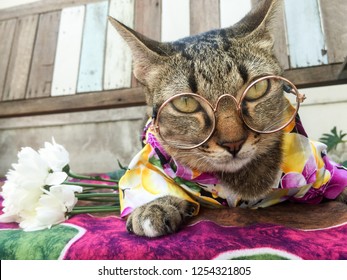 Hawaiian Shirt Cat Stock Photos Images Photography Shutterstock