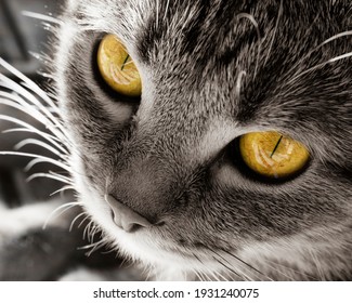 Gros Plan Oeil De Chat Hd Stock Images Shutterstock