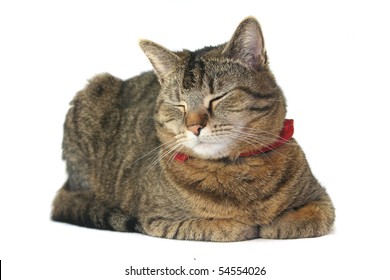 Cat With Head Facing To The Side, Eyes Closed, On A White Background