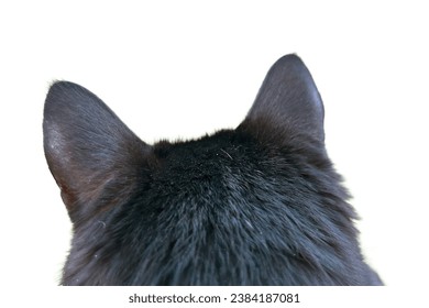 Cat head isolated on white background. Cat's Perspective. Outdoor Adventure from Behind Those Ears. Cat ears close-up. Close-up view of the cat's head from behind. - Powered by Shutterstock