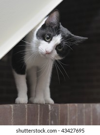 A Cat With Head Tilted