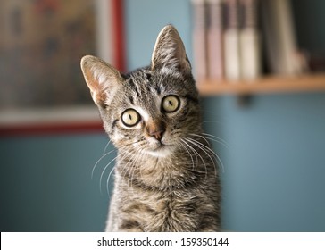 Cat With Head Tilted Indoors. Cat Is Looking At Camera.